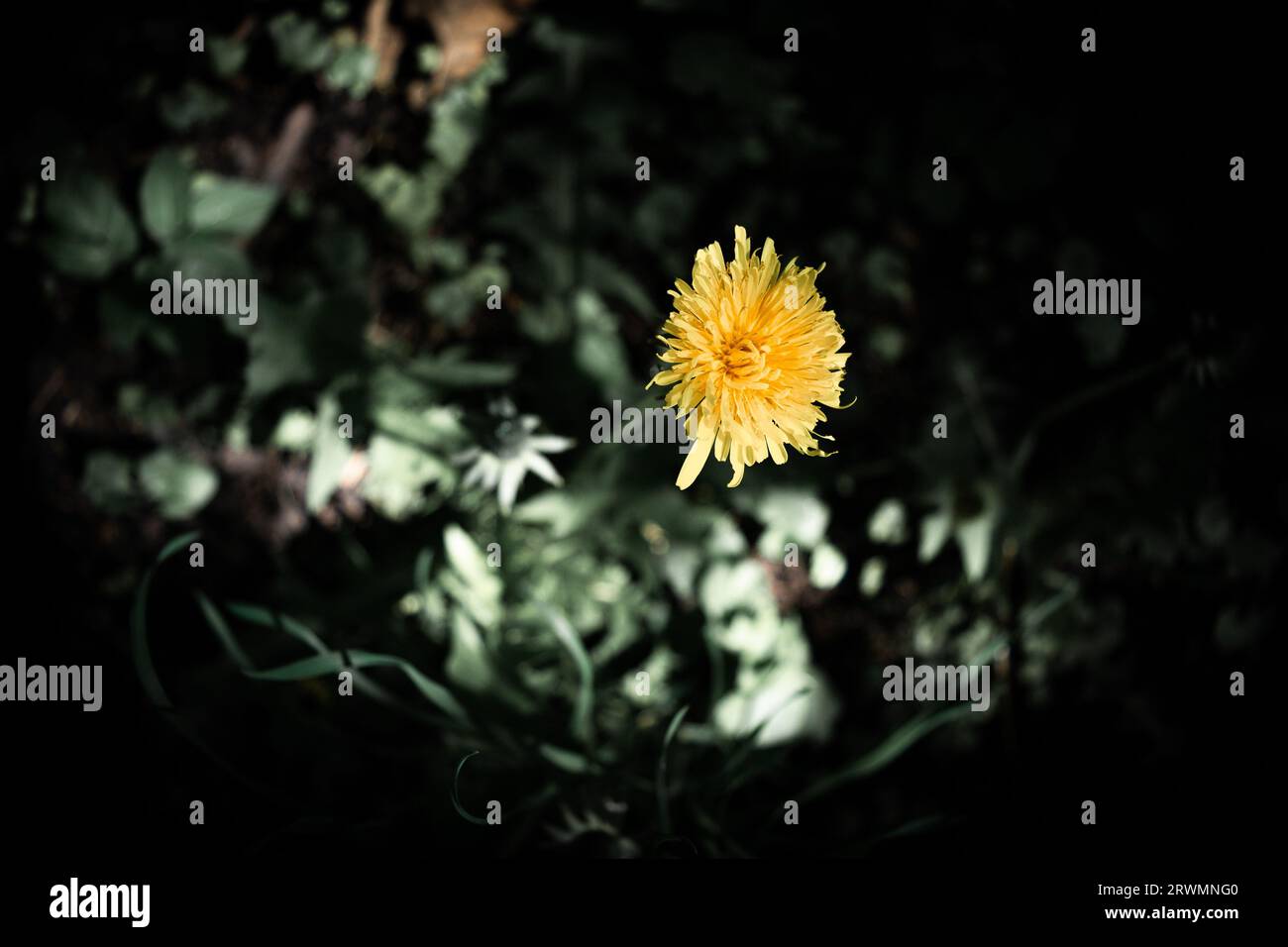 Un singolo dente di leone giallo nella foresta verde scuro Foto Stock