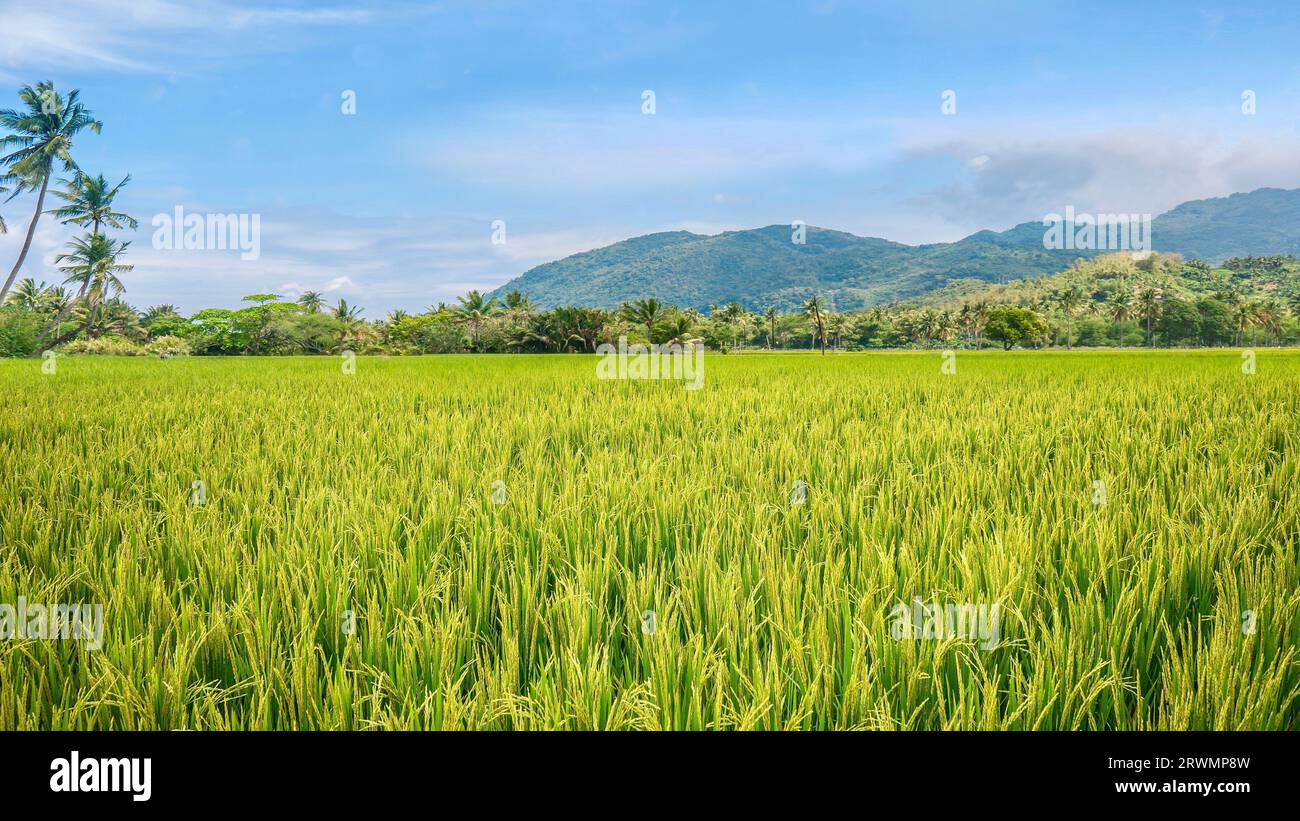 Riso che cresce in un campo sull'isola di Mindoro, Filippine. Foto Stock