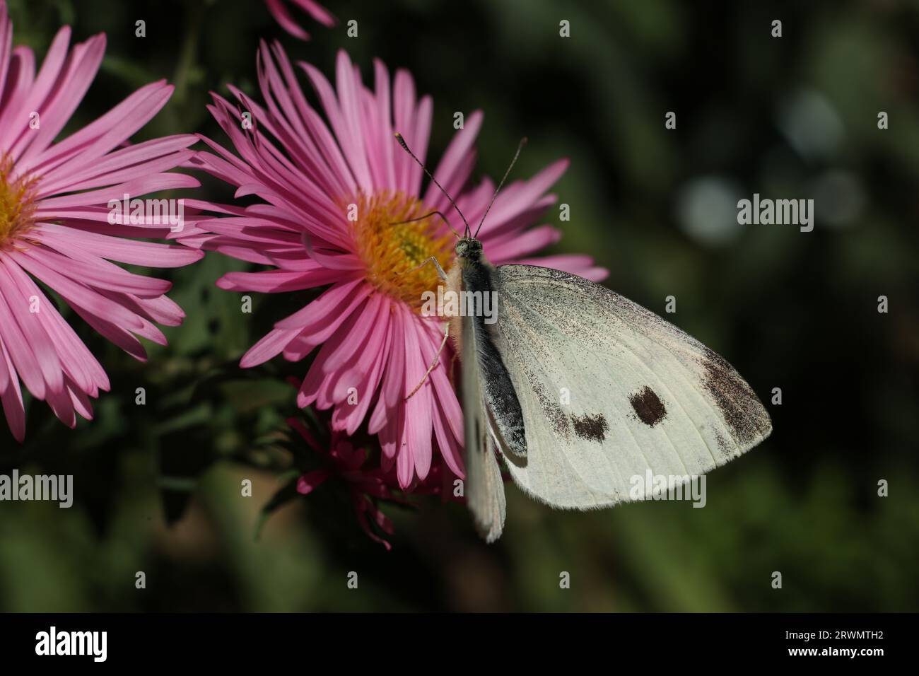 Pieris brassicae, il grande bianco, chiamato anche farfalla di cavolo, cavolo bianco, falena di cavolo su un fiore di astice rosa Foto Stock