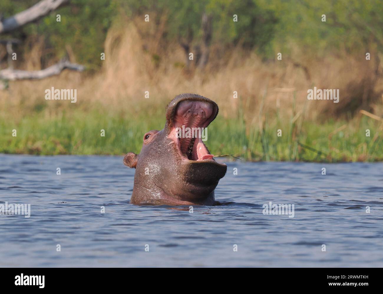 avvicinarsi a questa piccola mandria di ippopotami in canoa ha attirato immediatamente la loro attenzione, anche un giovane che si spalanca per allontanarci. Foto Stock