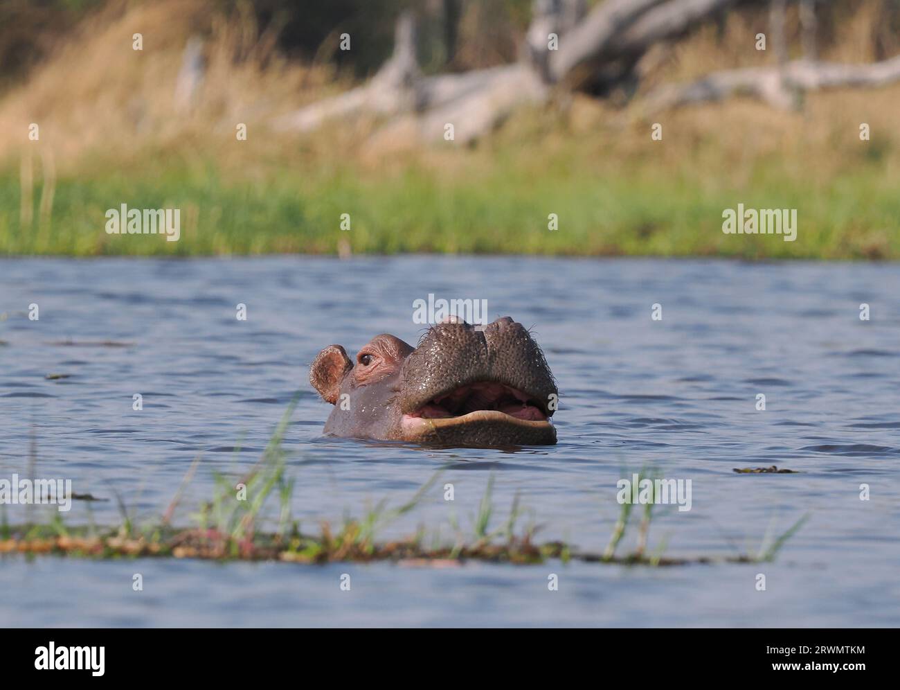 avvicinarsi a questa piccola mandria di ippopotami in canoa ha attirato immediatamente la loro attenzione, anche un giovane che si spalanca per allontanarci. Foto Stock