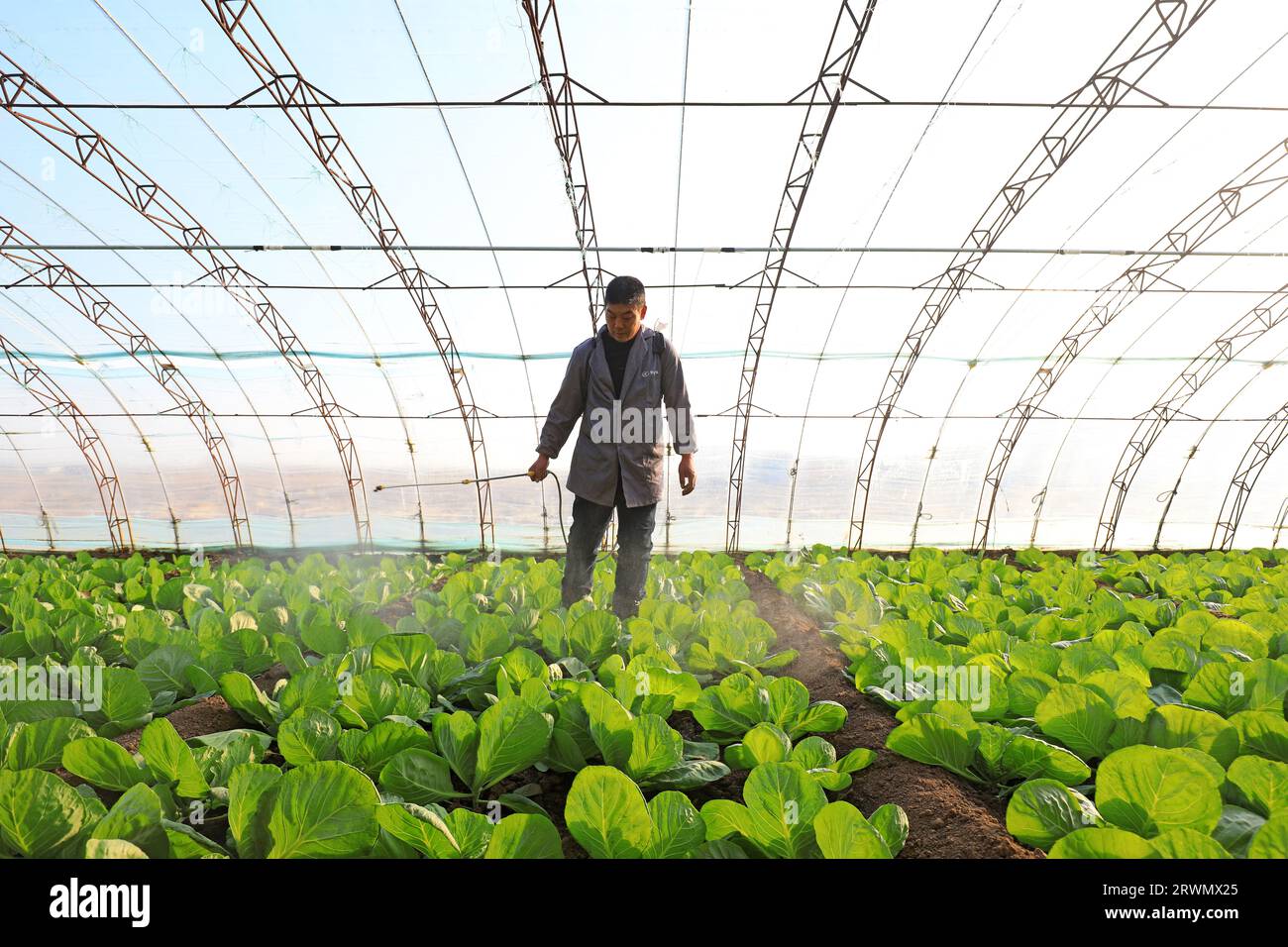 CONTEA DI LUANNAN, Cina - 4 gennaio 2022: Il contadino ha drogato la rapa nella serra, nella Cina settentrionale Foto Stock