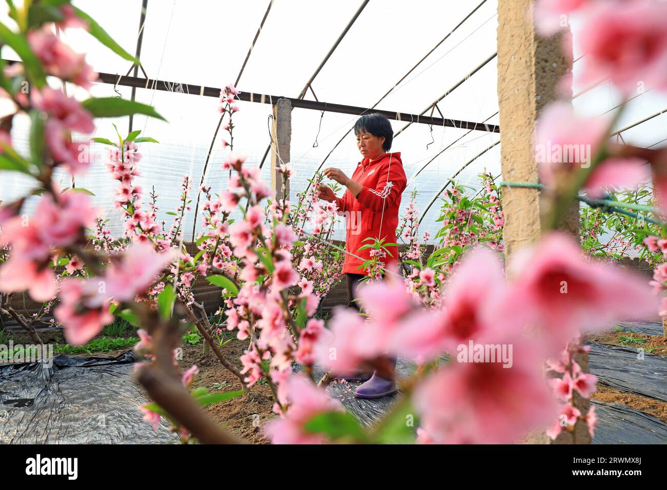 CONTEA DI LUANNAN, Cina - 7 gennaio 2022: Gli agricoltori stanno rimuovendo i fiori di pesca in eccesso dalle pesche gialle per garantire che i fiori di pesca producano frutti in A. Foto Stock