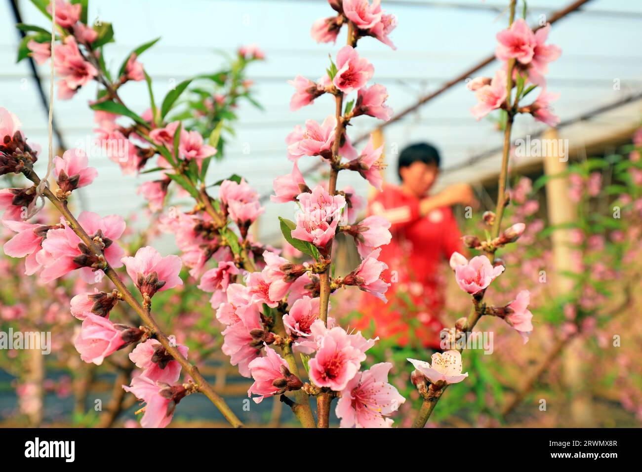 CONTEA DI LUANNAN, Cina - 7 gennaio 2022: Gli agricoltori stanno rimuovendo i fiori di pesca in eccesso dalle pesche gialle per garantire che i fiori di pesca producano frutti in A. Foto Stock