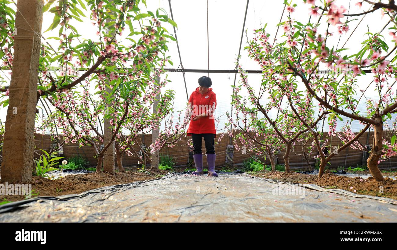 CONTEA DI LUANNAN, Cina - 7 gennaio 2022: Gli agricoltori stanno rimuovendo i fiori di pesca in eccesso dalle pesche gialle per garantire che i fiori di pesca producano frutti in A. Foto Stock