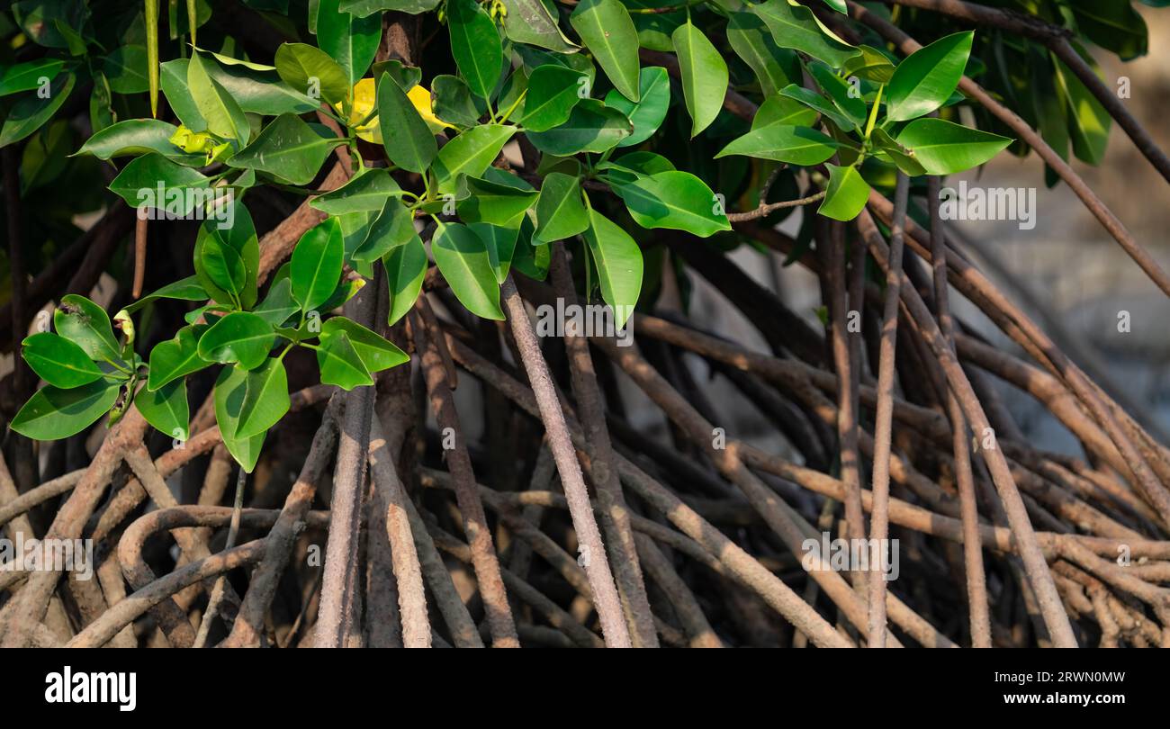 Radici di palafitte o palafitte di alberi di mangrovie con foglie verdi sulla foresta di mangrovie. Radici aeree di mangrovie. Sostenere le radici di palafitte degli alberi di mangrovie. Root Foto Stock