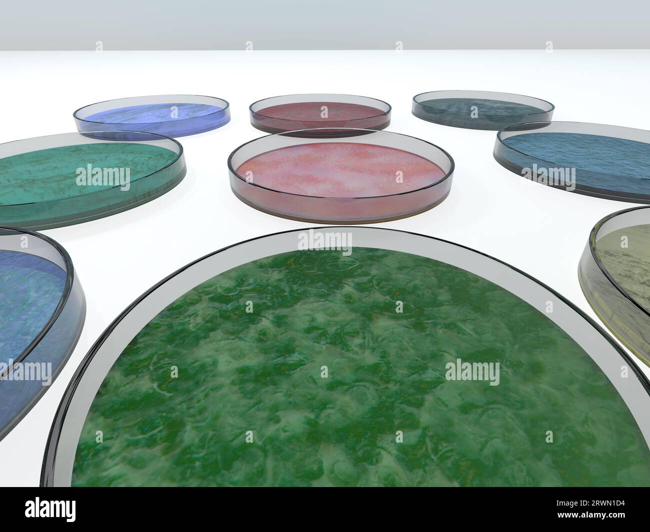 Rendering 3D di capsule di Petri su un tavolo leggero Foto Stock