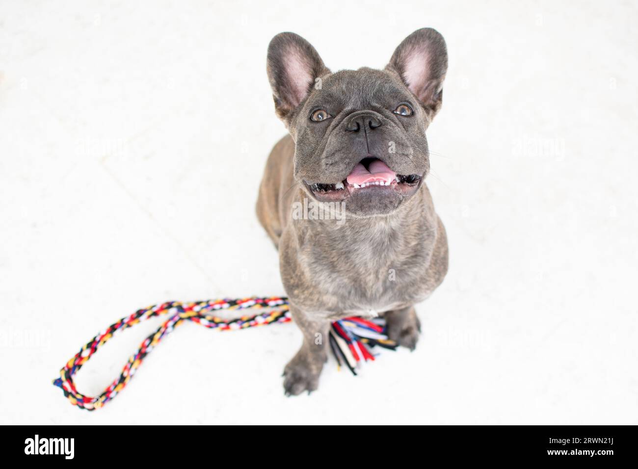 Il carino Bulldog francese è pronto a giocare con una corda isolata sullo sfondo bianco. Cane che guarda la telecamera che chiede di giocare. Foto Stock