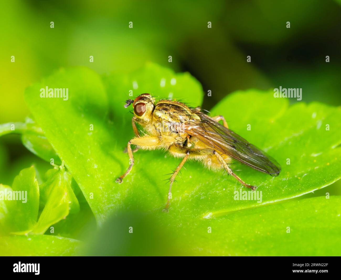 Maschio Scathophaga stercoraria, mosca di sterco dorata, a riposo in un giardino del Regno Unito Foto Stock