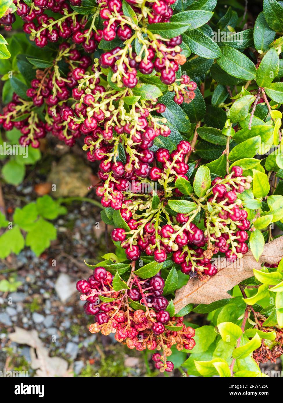 Bacche autunnali di colore rosso intenso dell'arbusto sempreverde compatto, Gaultheria x wisleyensis "Wisley Pearl" Foto Stock