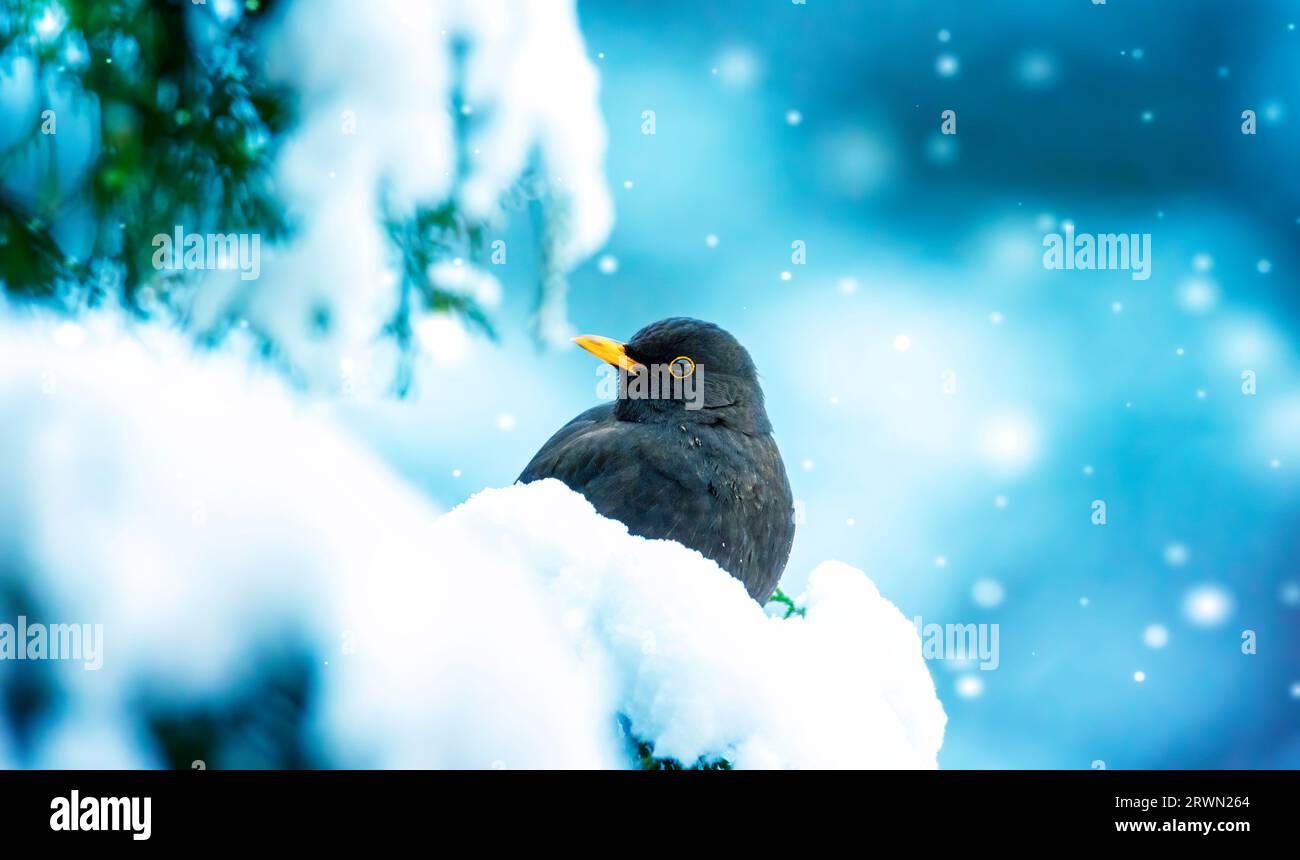 L'eurasiatica Blackbird in un clima gelido sul Bush con la neve in inverno, la foto migliore. Foto Stock