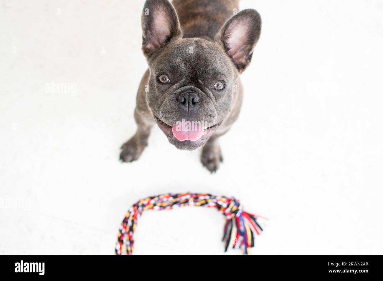 Il carino Bulldog francese è pronto a giocare con una corda isolata sullo sfondo bianco. Cane che guarda la telecamera che chiede di giocare. Foto Stock