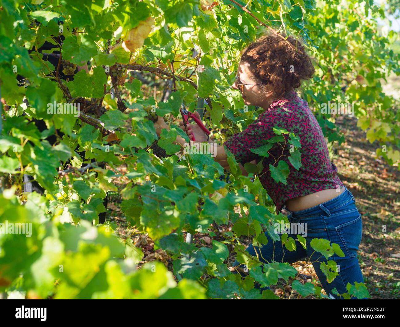 le contadine tagliano l'uva sauvignon con i ssicissori della pianta di un'azienda vinicola nel periodo della vendemmia estiva Foto Stock