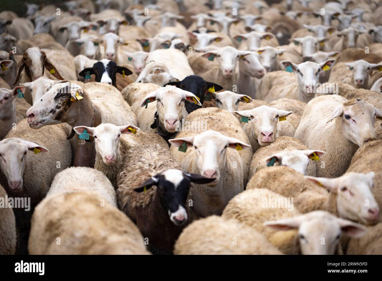 Gregge di pecore El Soler de n'Hug (Ovis aries). Prats de Lluccán ès, El Llucán ès, Barcellona, Catalogna, Spagna, Europa Foto Stock