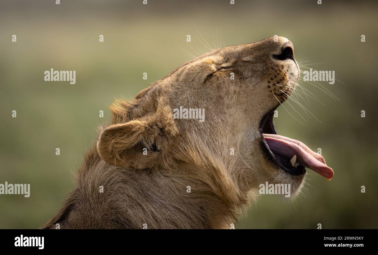 Il maestoso leone maschio selvaggio simba sbadiglia nella savana nel Parco Nazionale del Serengeti, Tanzania, Africa Foto Stock