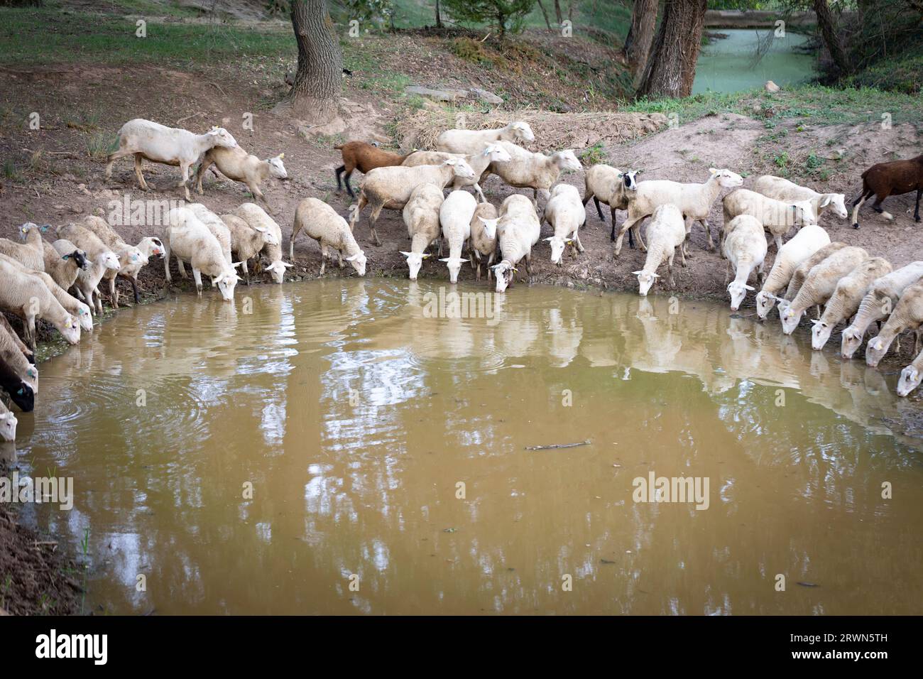 Gregge di pecore El Soler de n'Hug (Ovis aries) che beve in uno stagno. Prats de Lluccán ès, El Llucán ès, Barcellona, Catalogna, Spagna, Europa Foto Stock