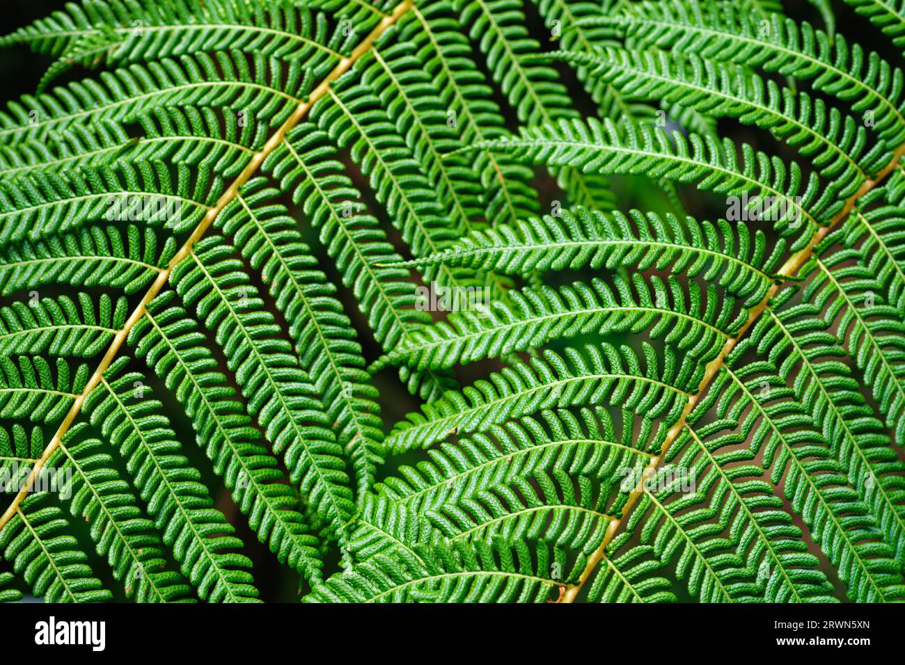 Sphaeropteris cooperi o Cyathea cooperi felce di pizzo, felce di albero squamoso Foto Stock