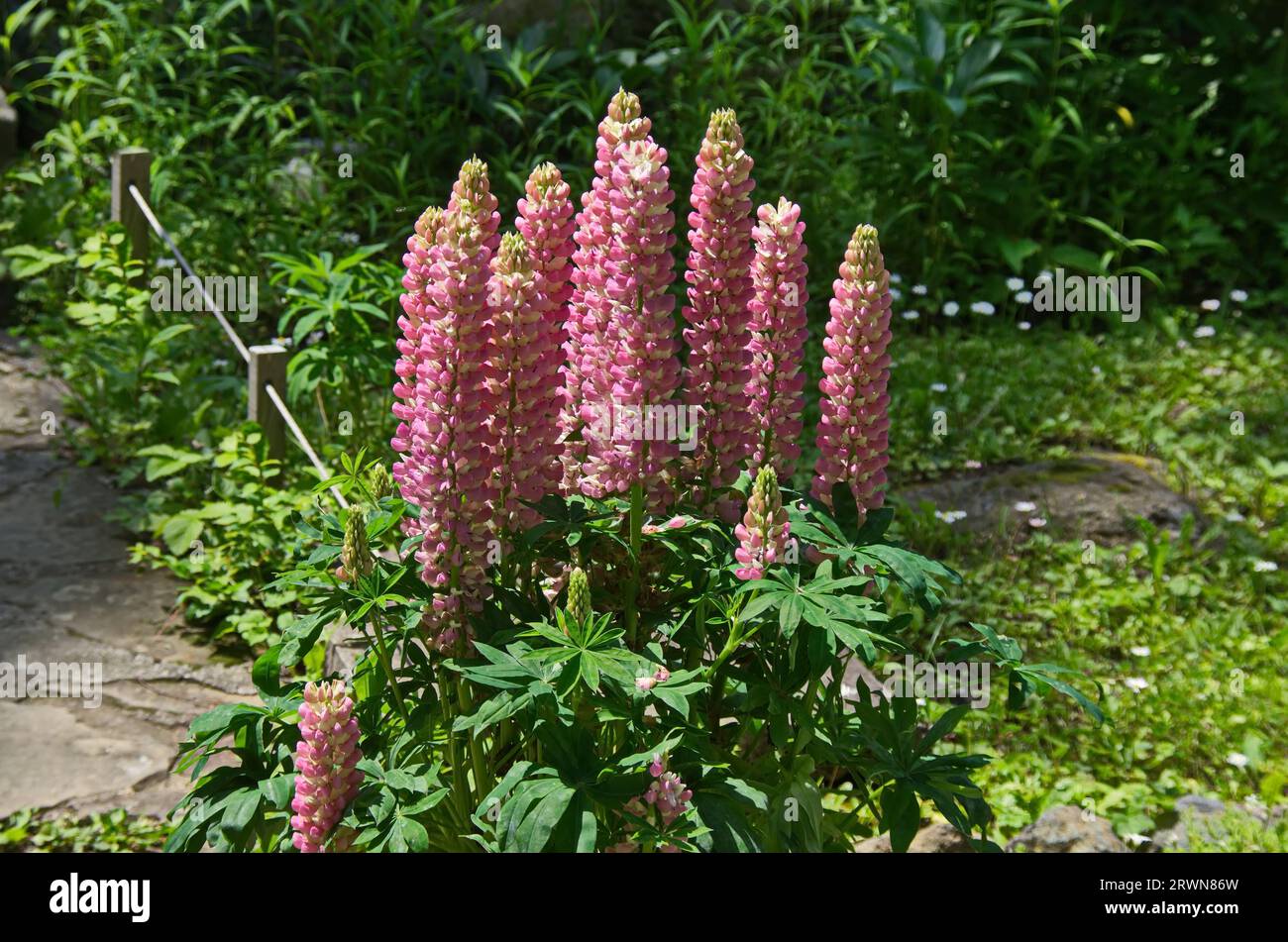 Fiore di lupino rosa nel fresco giardino verde del Monastero di Dragalevtsi, Sofia, Bulgaria Foto Stock