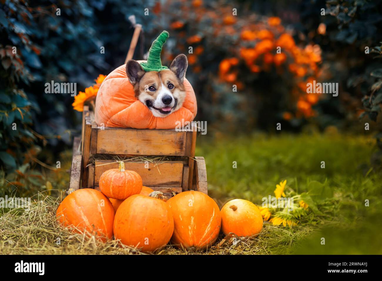 Il carino corgi in costume di zucca è seduto in giardino con altre verdure ad Halloween Foto Stock