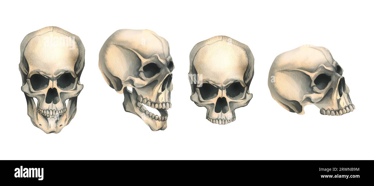 Teschi umani vista frontale e laterale con e senza mascella inferiore. Illustrazione ad acquerello disegnata a mano per Halloween, il giorno dei morti, dia de los muertos Foto Stock