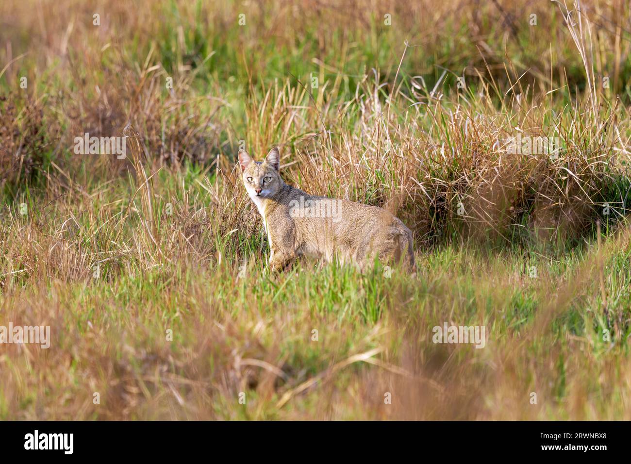 Un gatto della giungla guarda indietro per un momento prima di scomparire nella prateria vicino a Barrackpore nel Bengala Occidentale, in India. Foto Stock