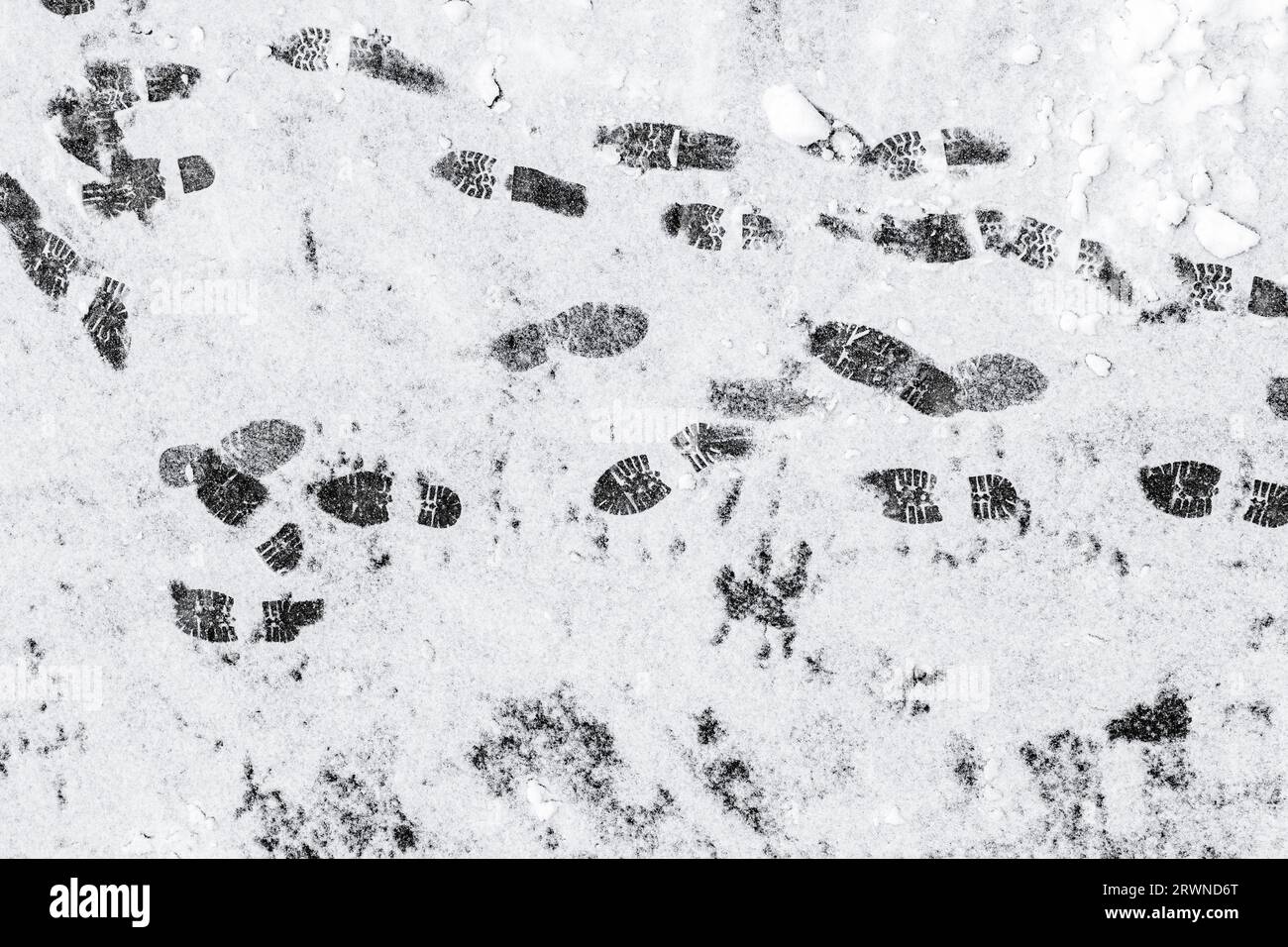 Impronte nere sulla neve su una strada asfaltata grigia Foto Stock