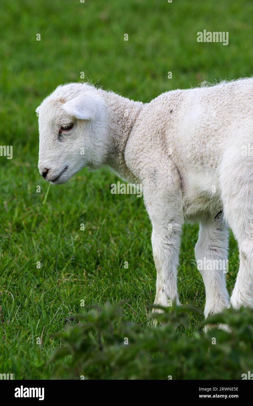 Agnello nell'allevamento di ovini in Galles, Regno Unito Foto Stock