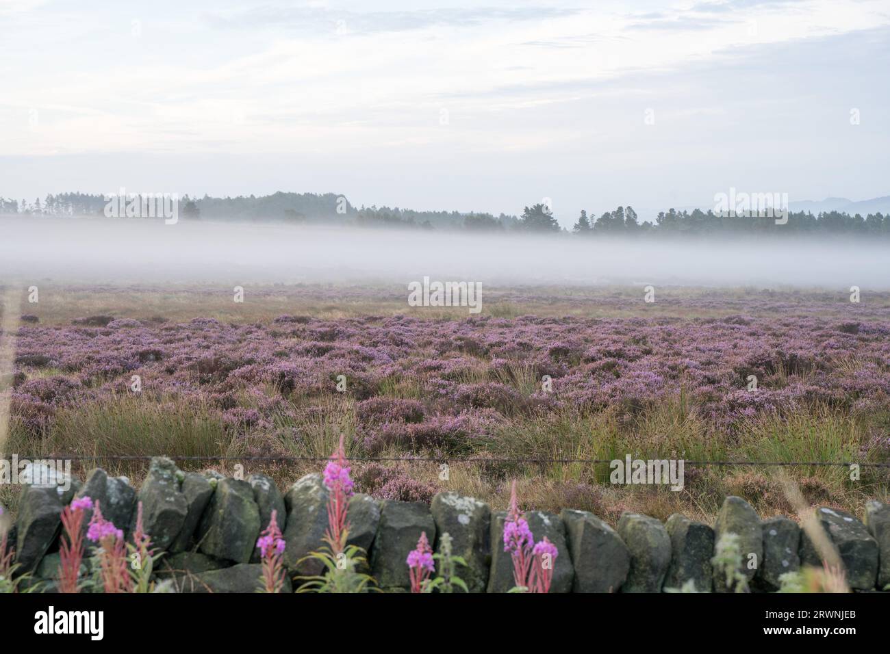 Summer heather è circondato dalla nebbia nel Peak District National Park, Derbyshire, Inghilterra, Regno Unito Foto Stock