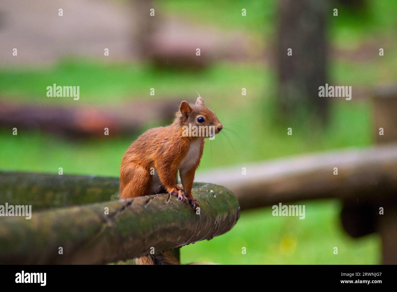 Uno scoiattolo rosso su una recinzione nella foresta di Whinfell Foto Stock