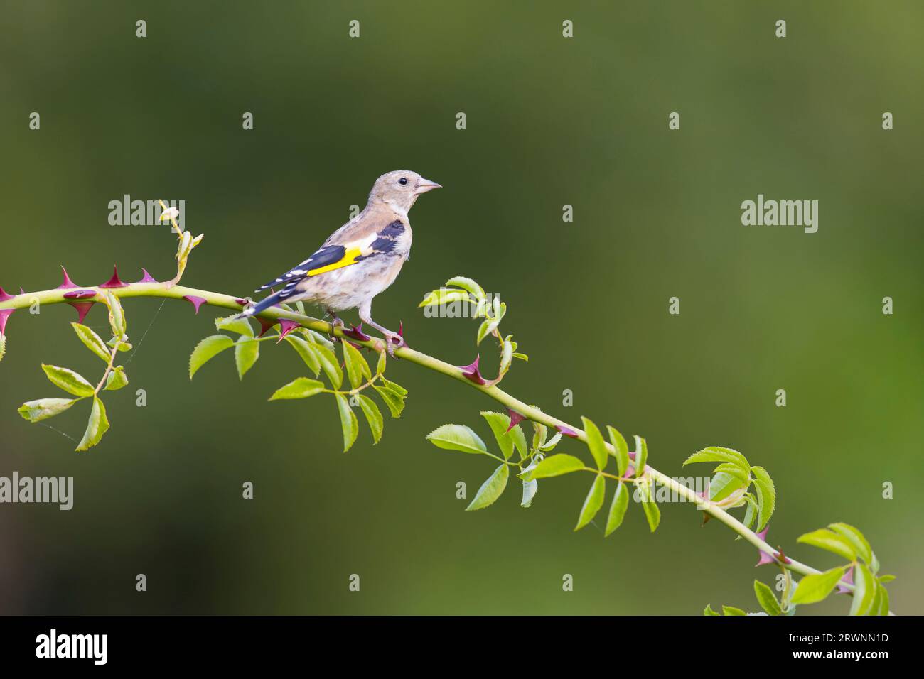 European goldfinch Carduelis carduelis, giovanile arroccato sul cane rosa canina, STEM, Suffolk, Inghilterra, settembre Foto Stock