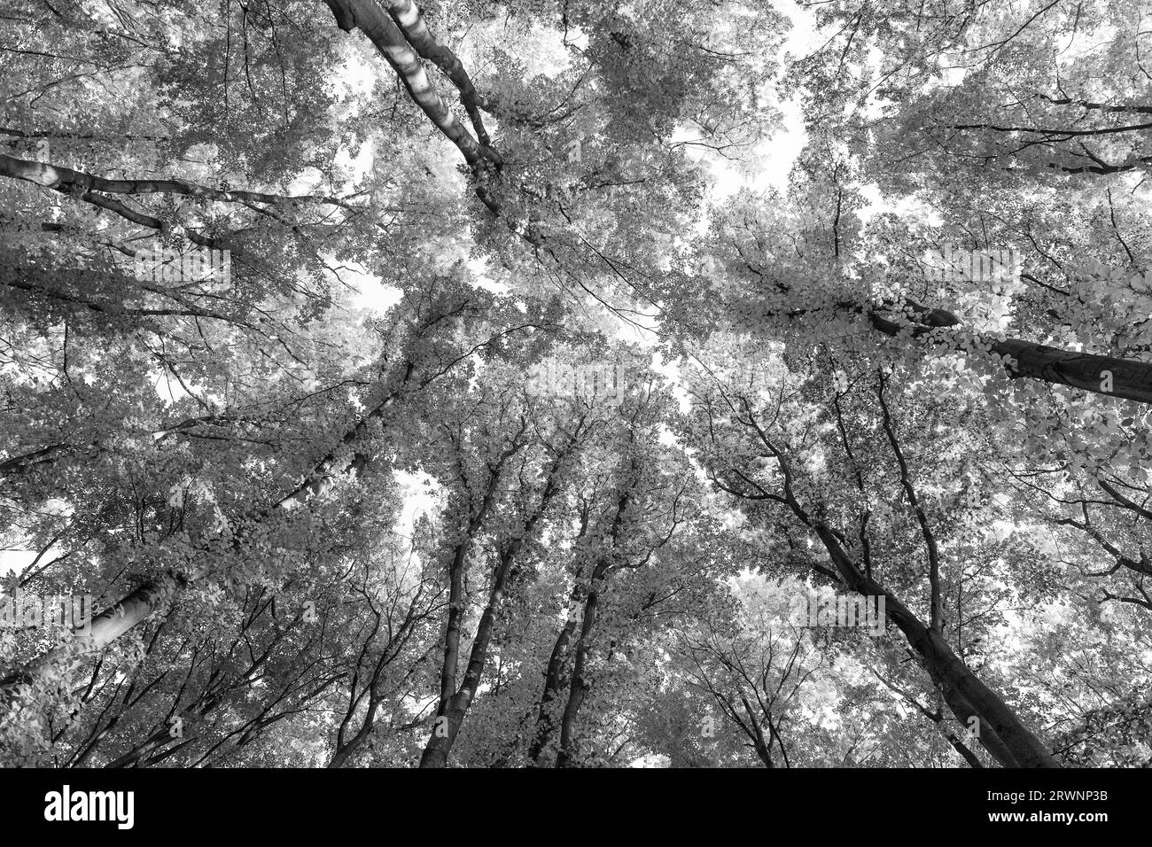 vista dall'alto delle foglie autunnali su rami d'albero nella foresta, autunno Foto Stock