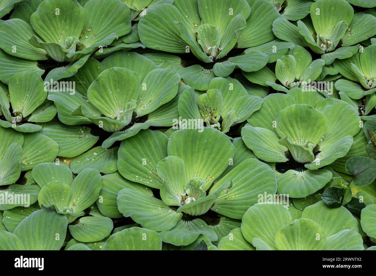 Primo piano della lattuga d'acqua (Pistia stratiotes) che scorre sulla superficie di uno stagno in St. Louis, Missouri. Gocce d'acqua sui petali. Foto Stock