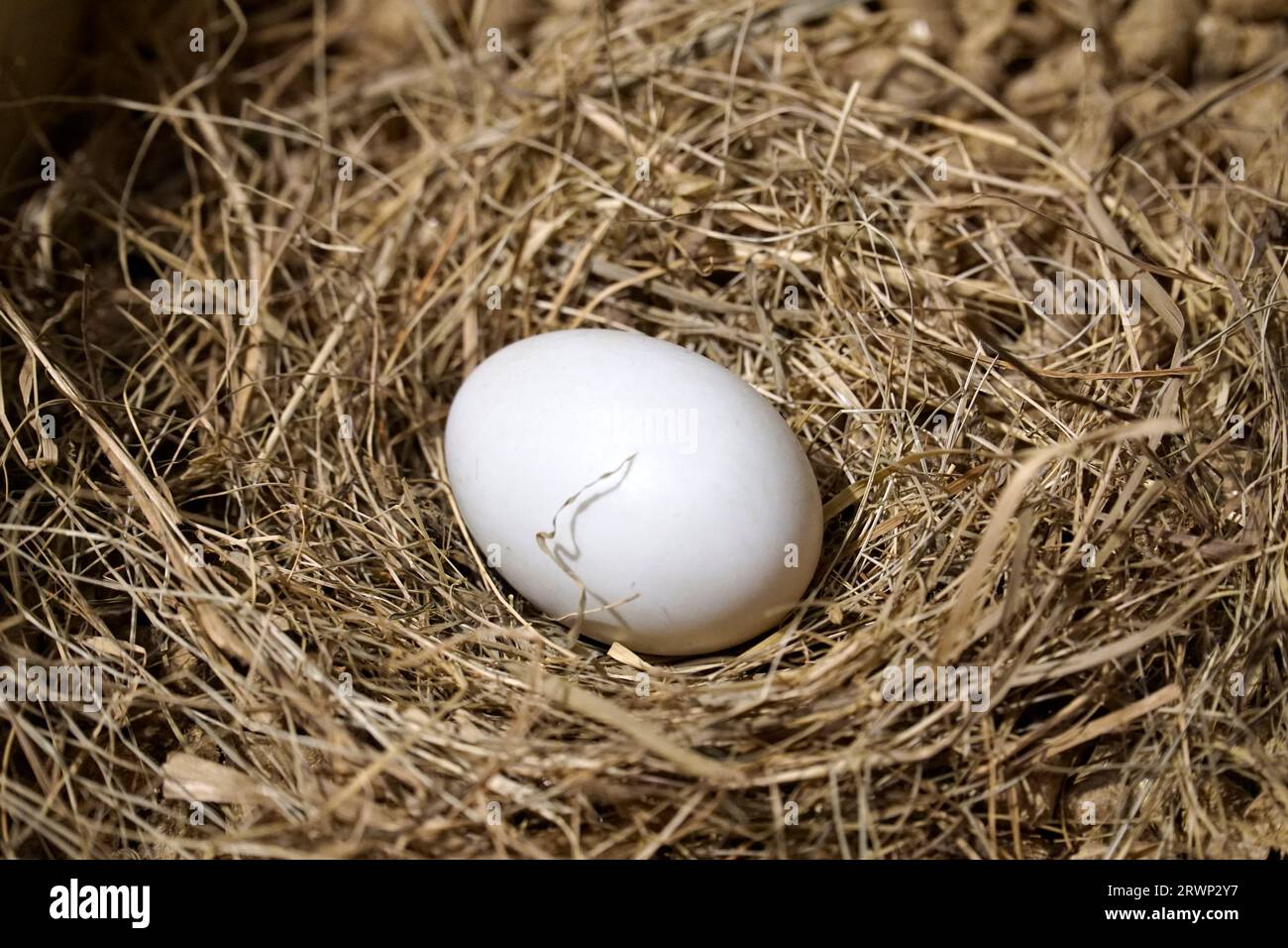 Un uovo di gallina deposto sul fieno Foto Stock