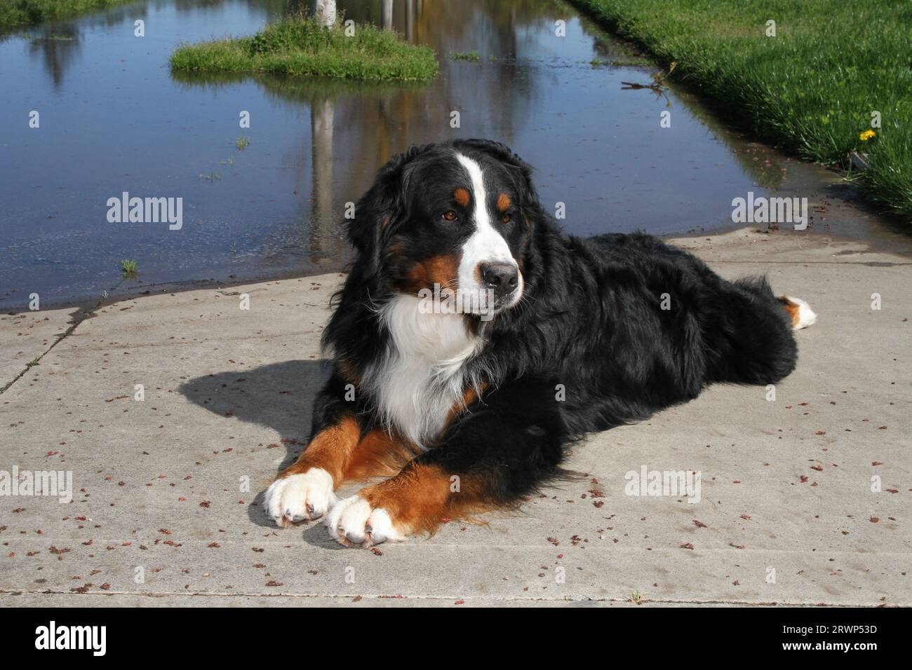 Cane da montagna bernese adagiato su un pannello di cemento con acqua e vegetazione sullo sfondo Foto Stock