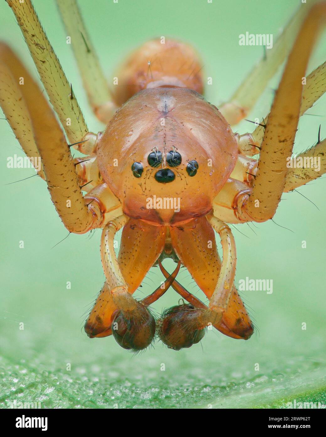 Ritratto di un ragno arancione maschile Common Sheetweb con larghe zampe, sfondo verde (Linyphia triangularis) Foto Stock