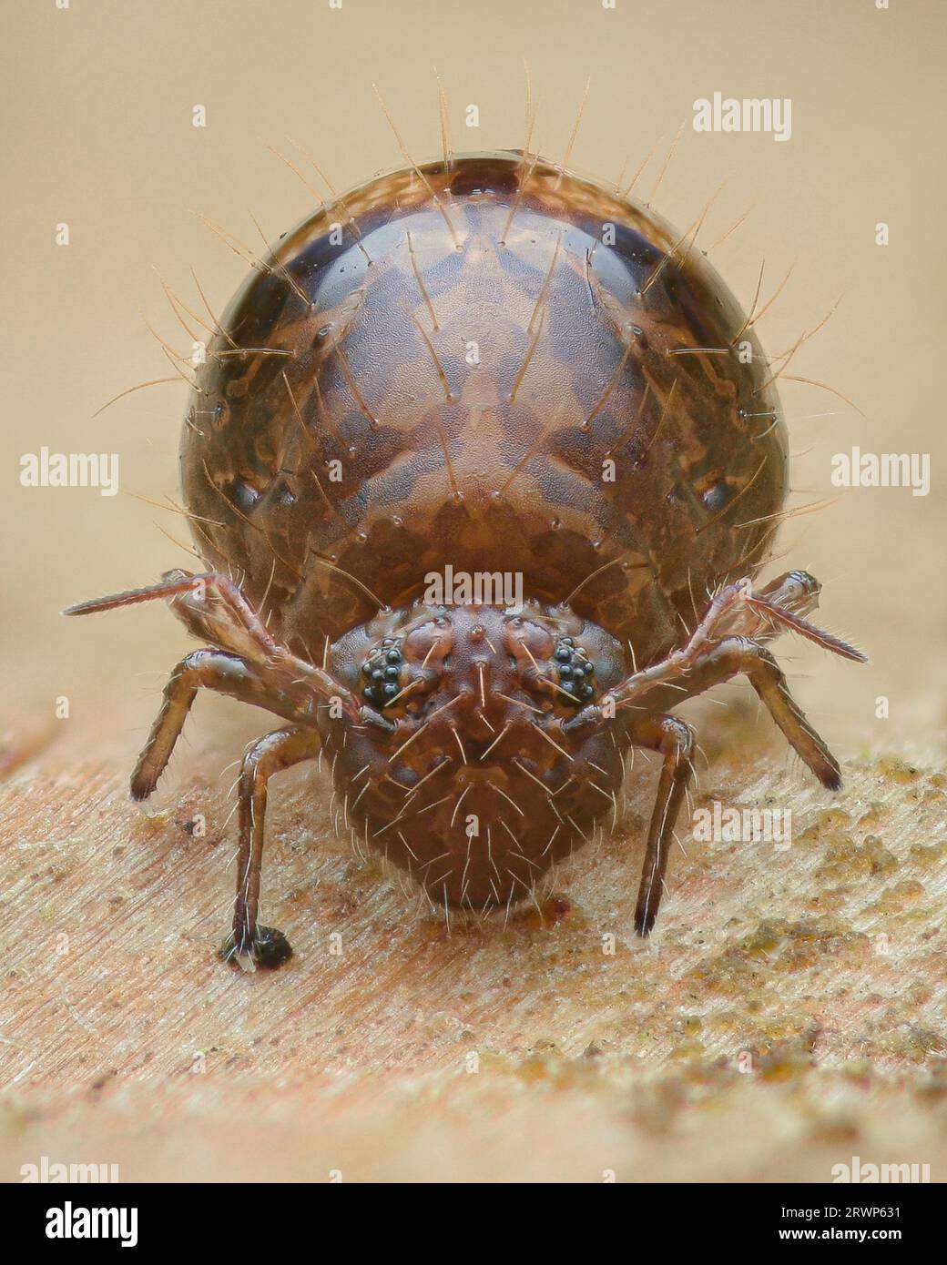 Ritratto simmetrico di una coda di rondine globulare marrone con peli spessi, su un pezzo di legno (Allacma fusca) Foto Stock