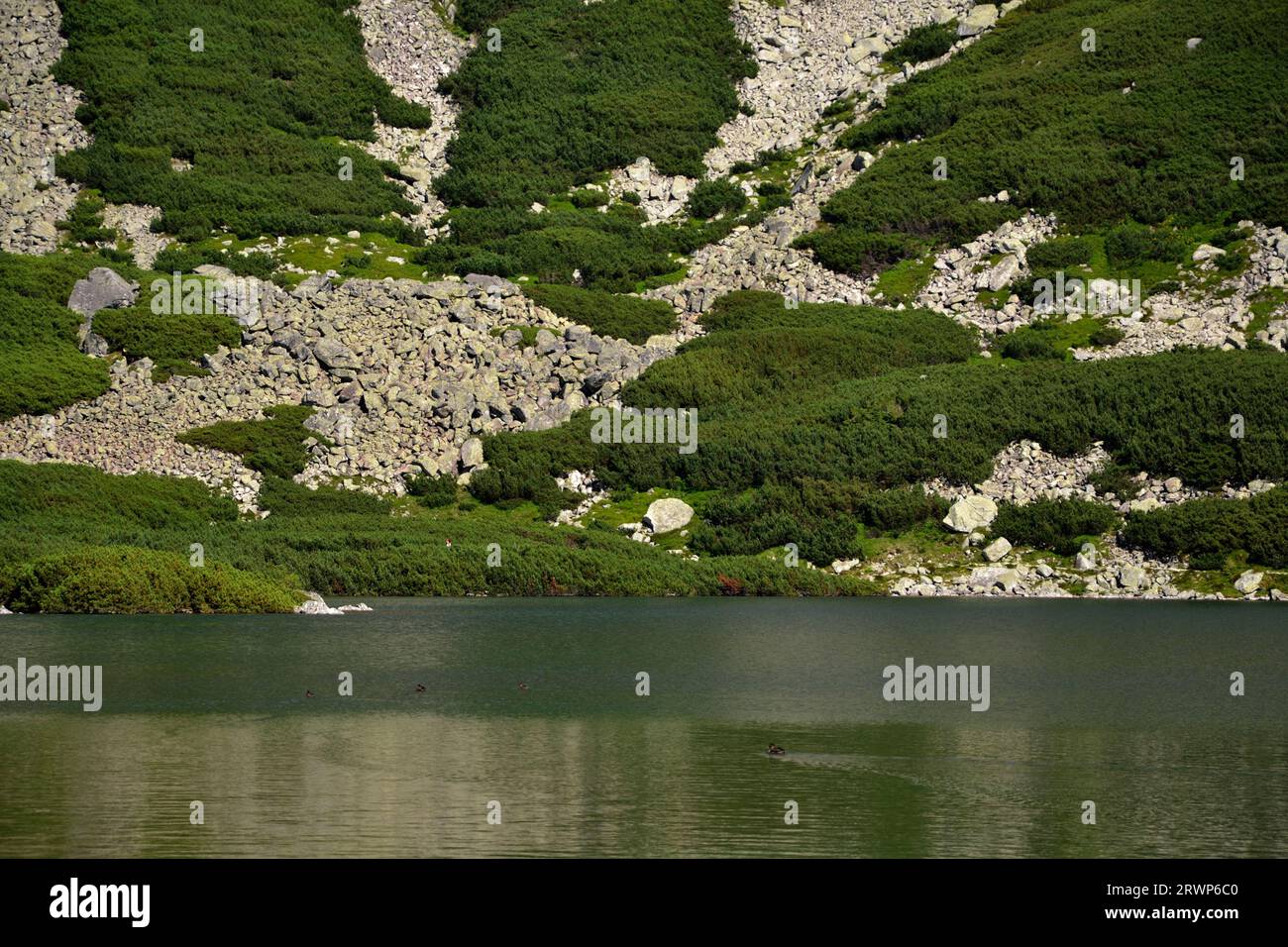 Un "Czarny Staw Gasienicowy" Lago Tatra Polonia. Rocce, foreste, alberi, anatre Foto Stock