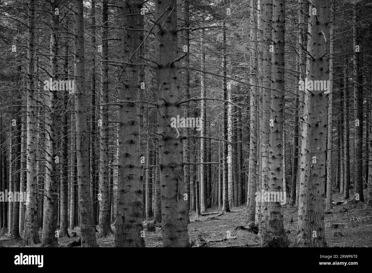 nel bosco Foto Stock