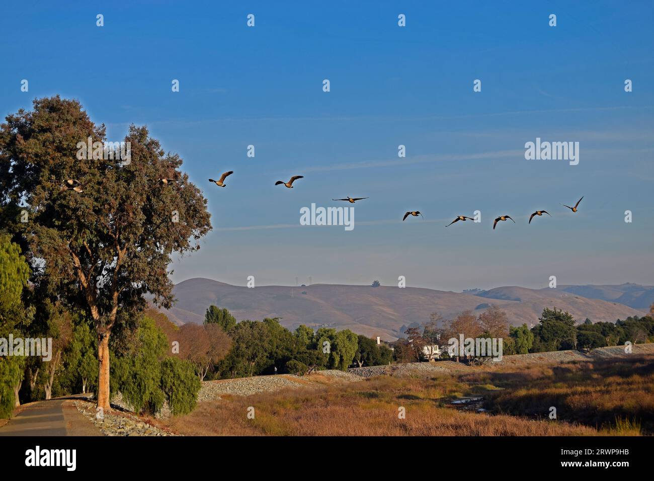 Le oche del Canada volano sopra l'Alameda Creek a Union City, in California Foto Stock