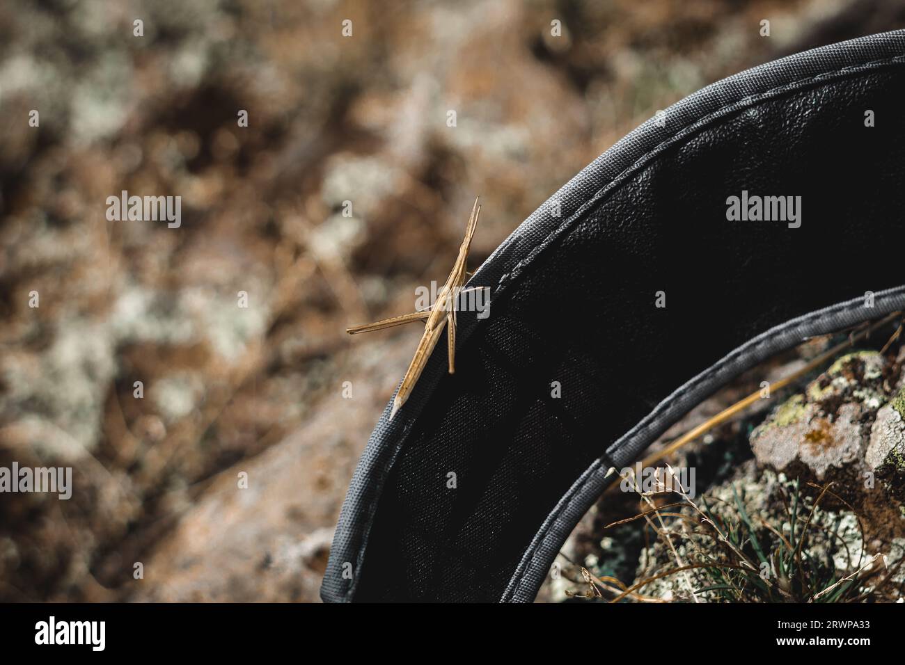 mantis piccoli come un'erba di insetti sulla cinghia dello zaino. Foto Stock