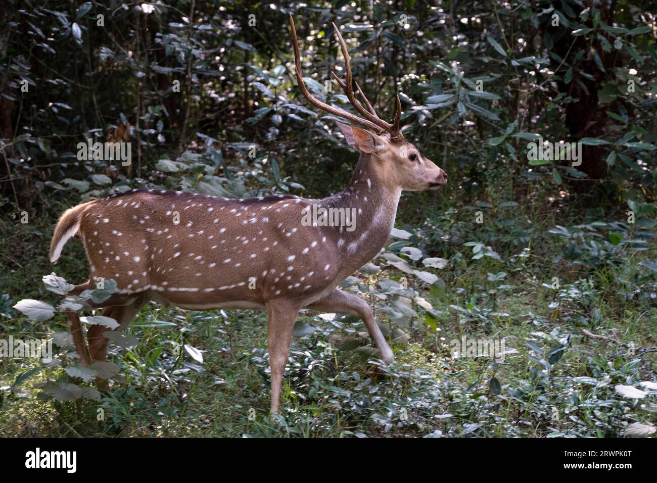 Sri Lanka. Una sottospecie endemica di Axis o cervi maculati (Axis Axis Ceylonensis) nei boschi del parco nazionale Wilpattu vicino ad Anuradhapura Foto Stock