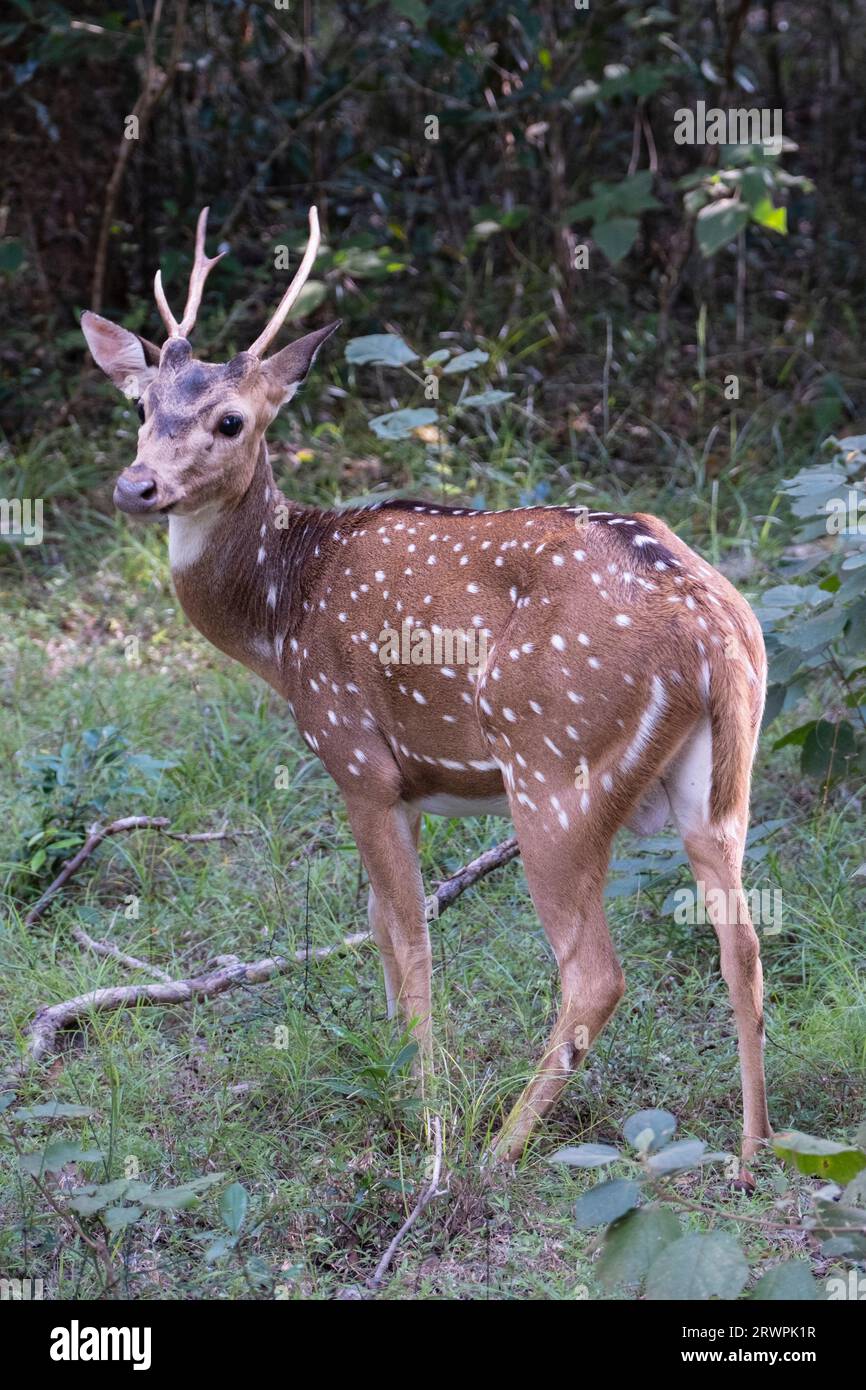 Sri Lanka. Una sottospecie endemica di Axis o cervi maculati (Axis Axis Ceylonensis) nei boschi del parco nazionale Wilpattu vicino ad Anuradhapura Foto Stock
