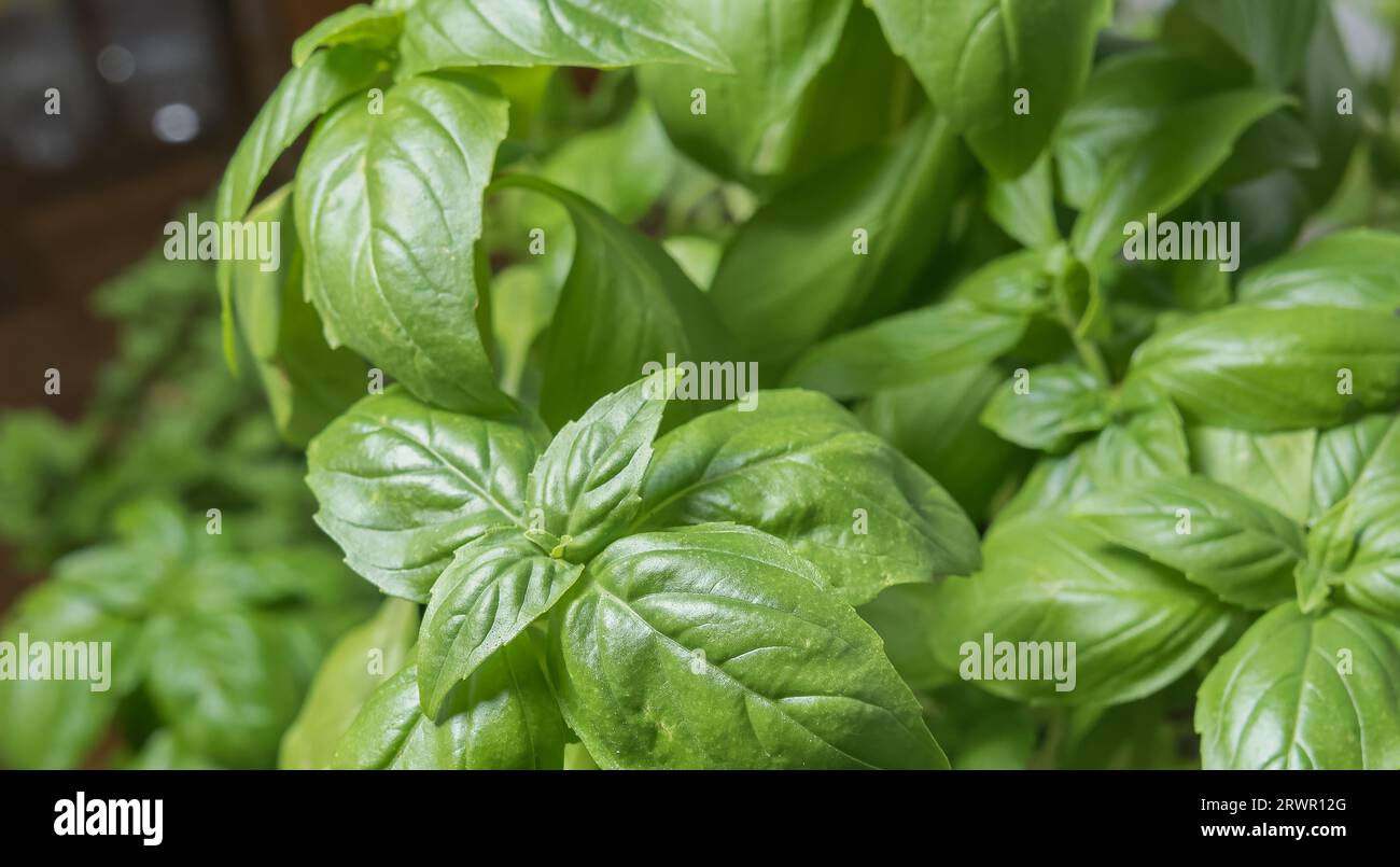 le piante di basilico crescono all'interno in vasi Foto Stock