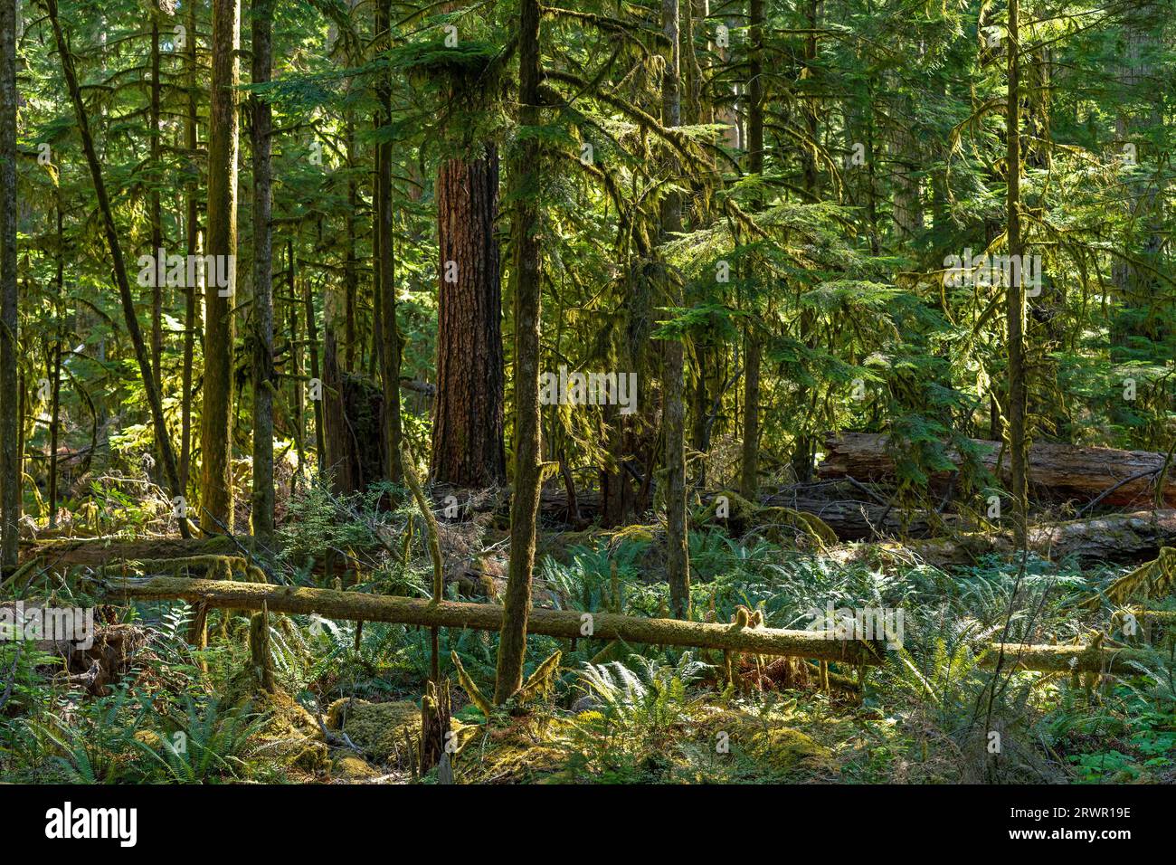 Antica foresta di Cathedral Grove, parco provinciale di Macmillan, Vancouver Island, British Columbia, Canada. Foto Stock