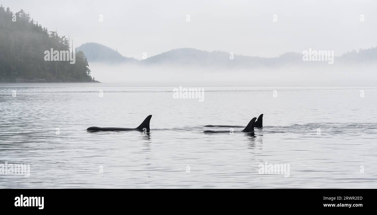 Panorama delle tre Orca (Orcinus orca) con tour di avvistamento delle balene, Telegraph Cove, Isola di Vancouver, Columbia Britannica, Canada. Foto Stock