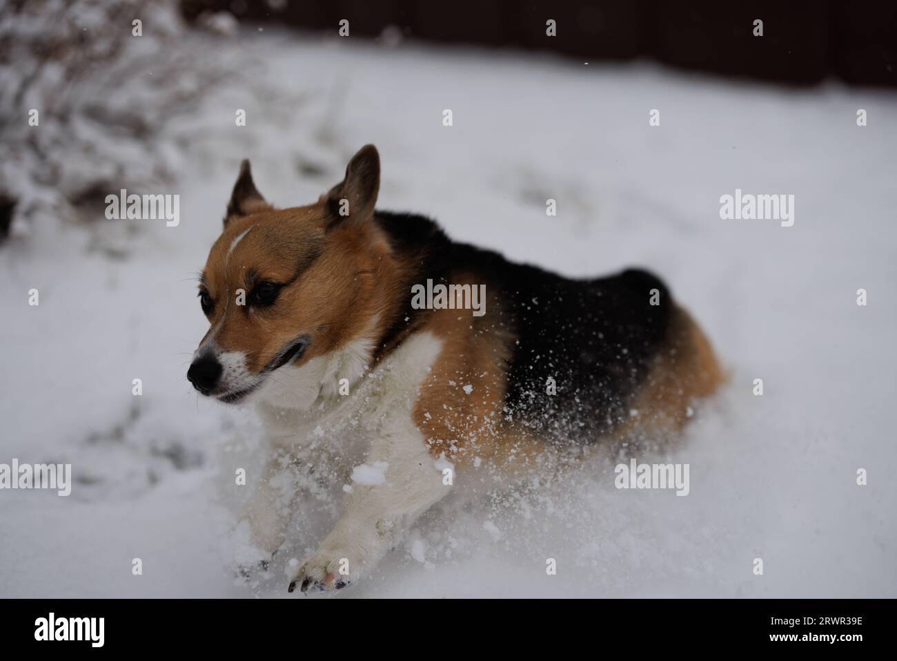 pembroke corgi gallesi che corre attraverso la neve, da vicino Foto Stock