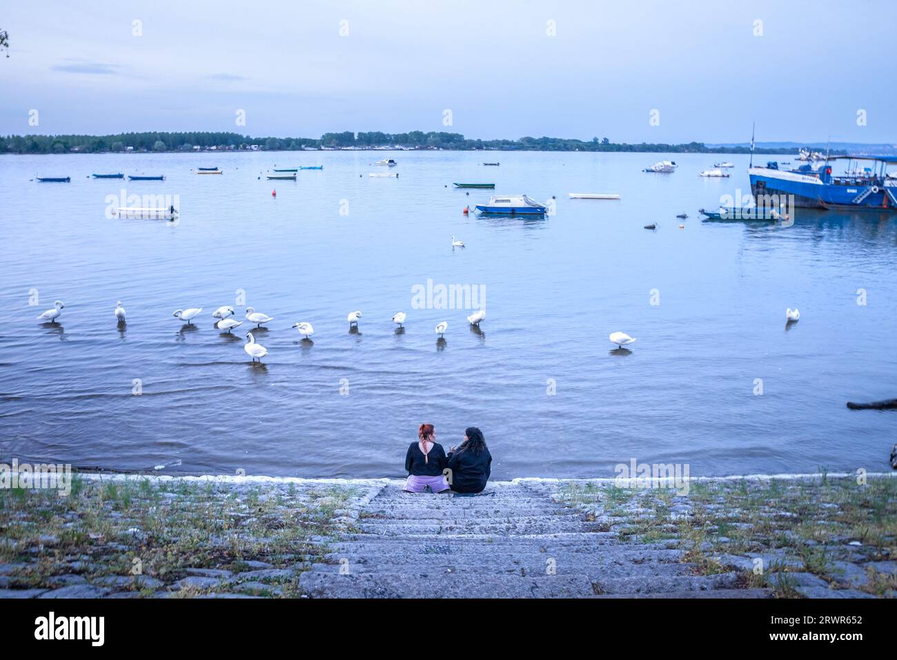 Foto di un gruppo di cigni nutriti da persone, scattata durante un pomeriggio al crepuscolo primaverile a Zemun, Belgrado, Serbia, sul fiume Danubio. I cigni sono uccelli Foto Stock