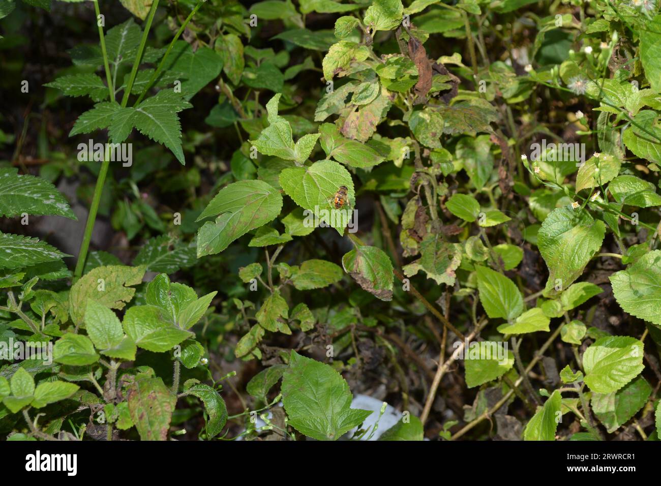 Apis mellifera (Honeybee) su una foglia verde in una giornata di sole, con sfondo vegetativo verde, estinzione delle api. Foto Stock