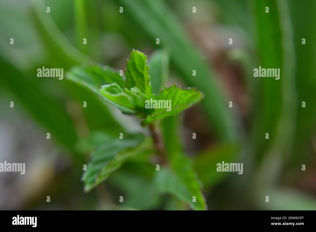 Celebra la bellezza dei nuovi inizi: Un'accattivante macro primo piano cattura l'essenza della crescita mentre una foglia verde vibrante emerge dal cuore di n Foto Stock