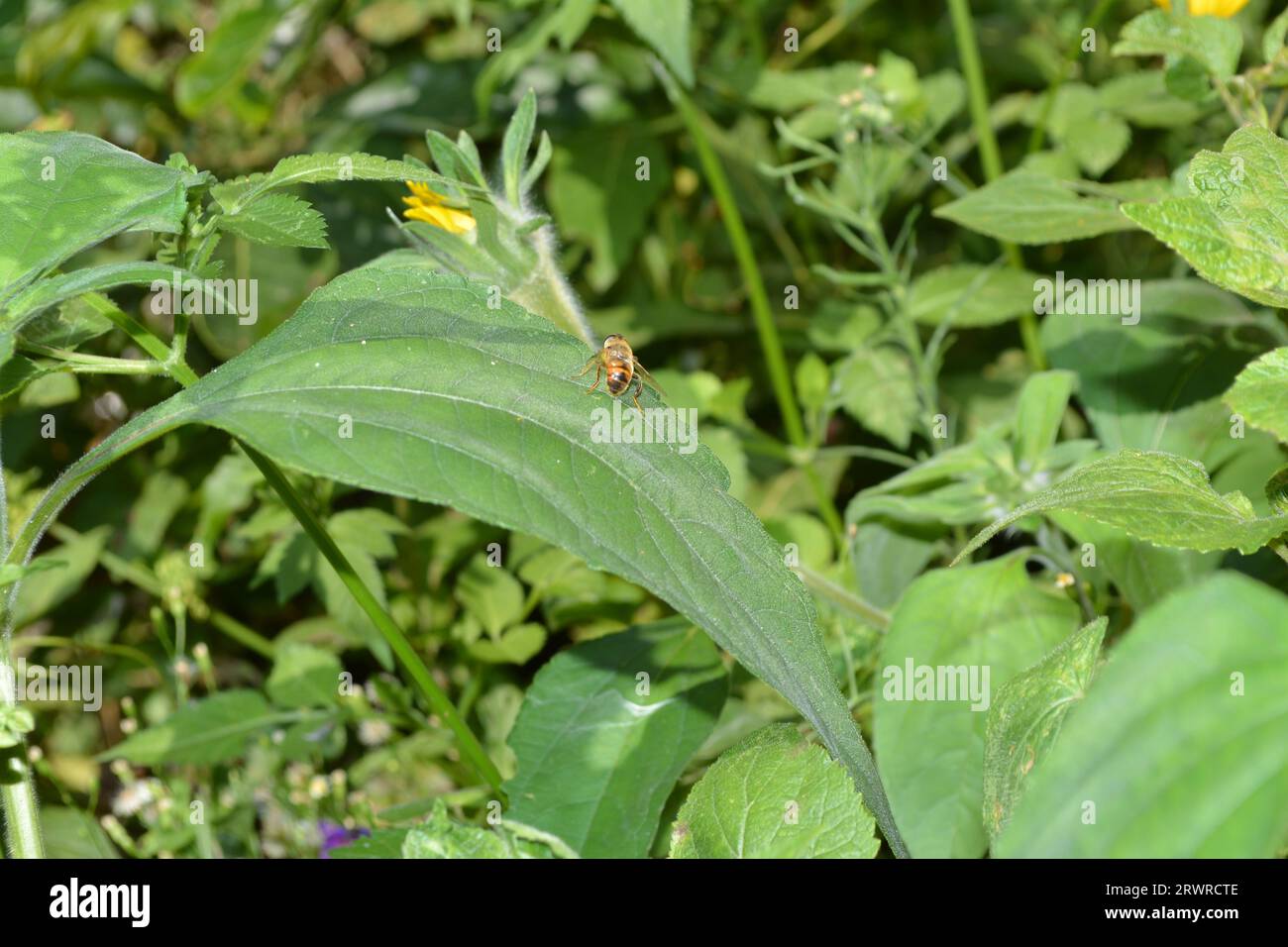 Apis mellifera (Honeybee) su una foglia verde in una giornata di sole, con sfondo vegetativo verde, estinzione delle api. Foto Stock